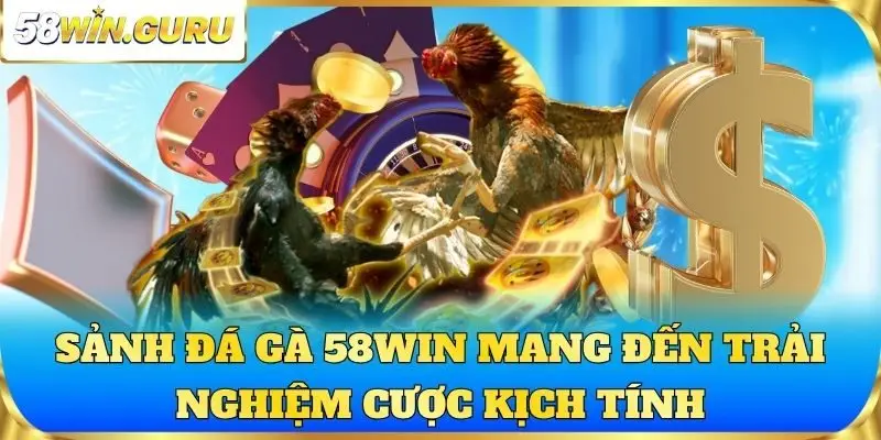 Sảnh đá gà 58win mang đến trải nghiệm cược kịch tính